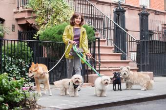 A new your city small business owner as a dog walker woman