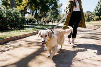 Labrador Retriever going walkies in city park with mistress