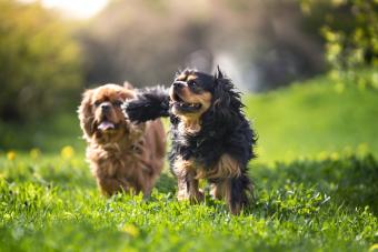 Two dogs of breed Cavalier King Charles Spaniel on the grass