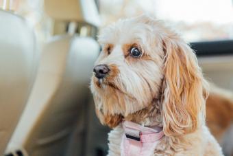 Nervous Dog in Car