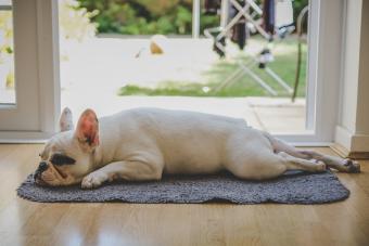 French bulldog sleeping on bell with legs kicked out on rug