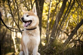 https://cf.ltkcdn.net/dogs/dog-training-and-behavior/images/slide/336239-850x567-akita-dog-467145149.jpg