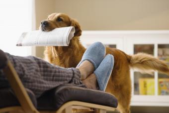 Dog bringing newspaper to owner