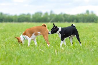 Black and white basenji dog sniffing a red and white basenji