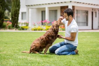 Man training dog in the yard with treats.