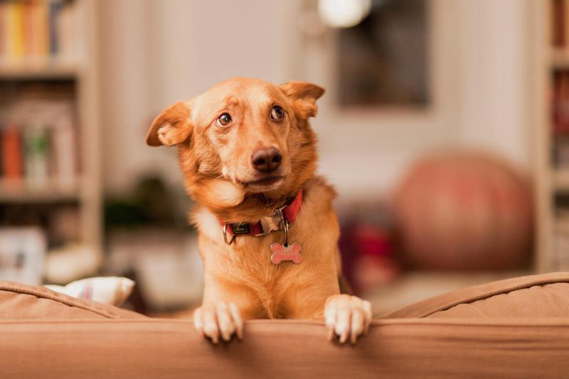 7 Reasons Why Your Dog Shakes LoveToKnow Pets