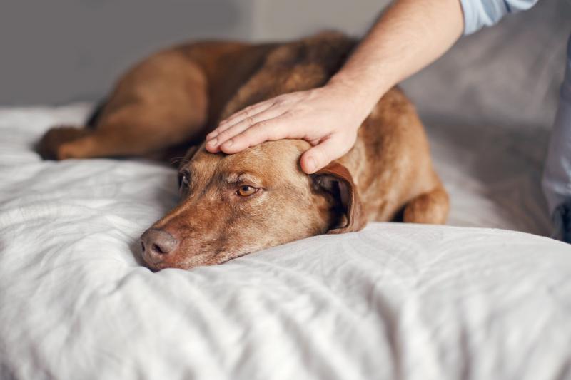 Can Dogs Hold Grudges? What the Science Says LoveToKnow Pets