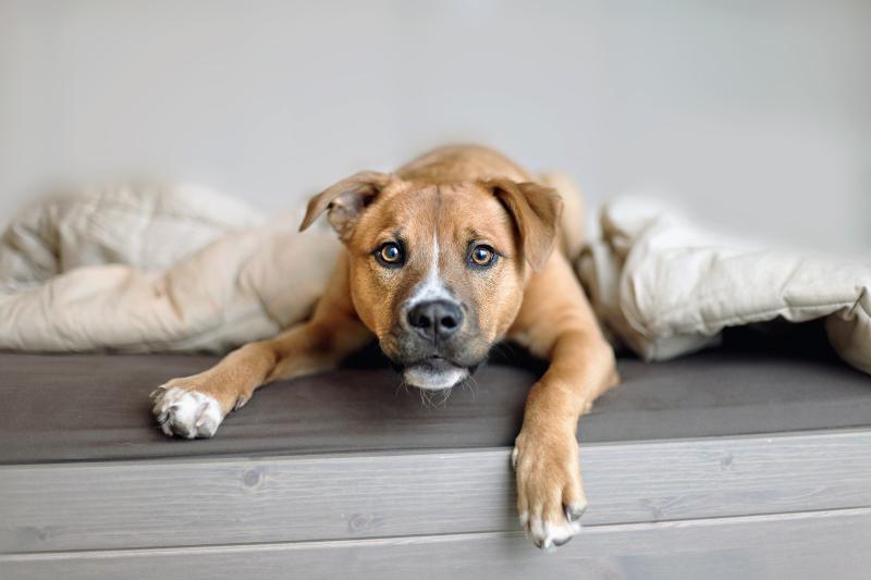 Why Your Dog Stares at the Wall, and When to Worry About It
