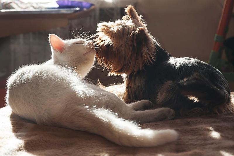 4 Reasons Your Dog Acts Like a Cat & Most FelineLike Breeds