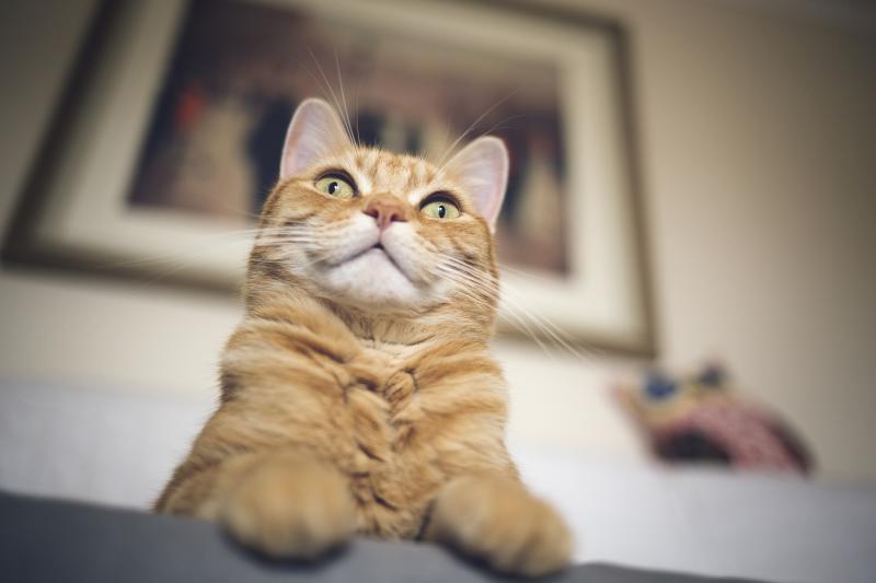 6 Reasons Why Your Cat Stares at the Wall (& Why It's Normal