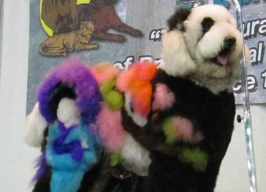 Dog Grooming Gone Bad 19 Horrifying Pictures LoveToKnow Pets