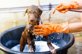 Labrador Retriever puppy dog taking shower