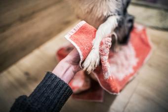 Cropped hand of woman drying the paw of a domestic dog