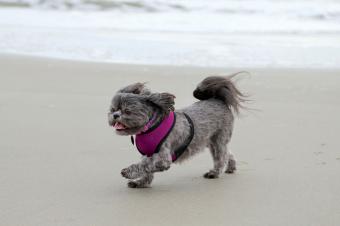 Lion cut dog hairstyle