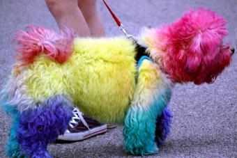 https://cf.ltkcdn.net/dogs/grooming/images/slide/324074-850x567-rainbow-dog.jpg