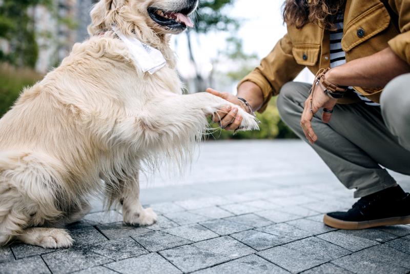 How to Clean Your Dog's Paws After a Walk in the Rain LoveToKnow Pets