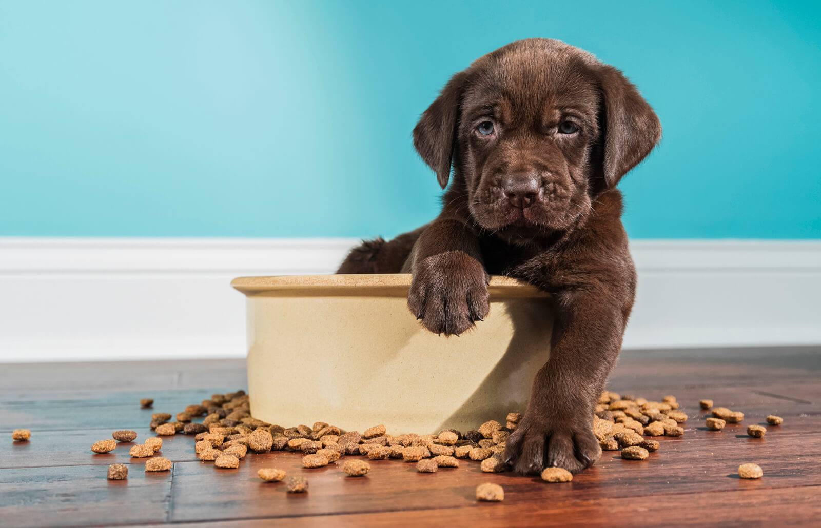 rate puppy food