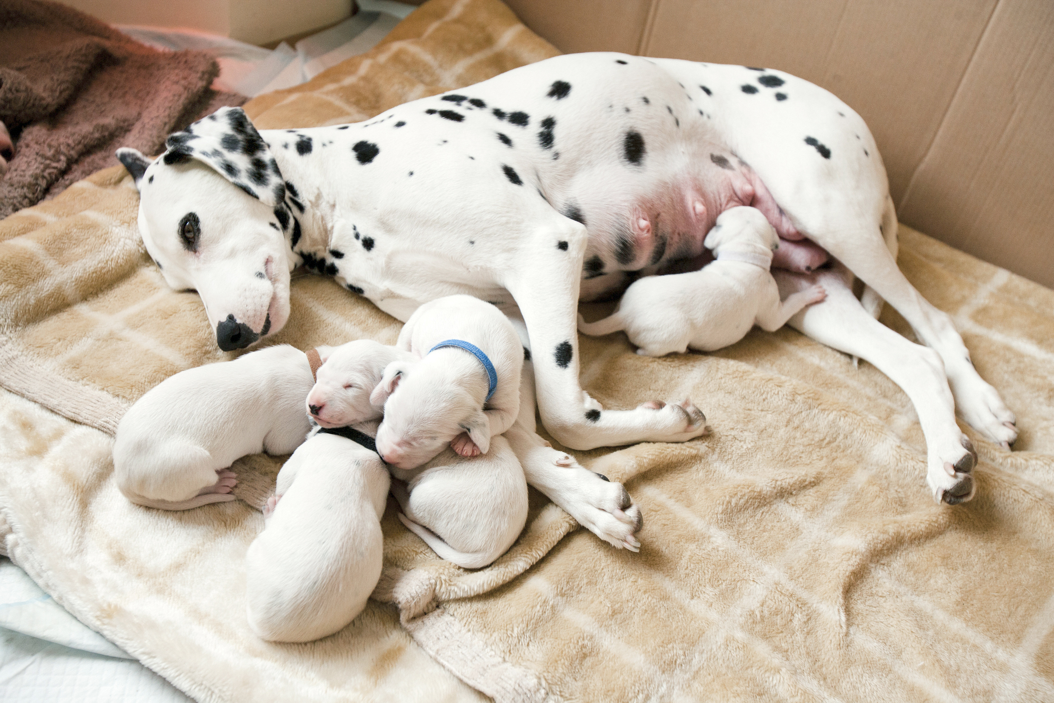 Weaning Puppies Lovetoknow