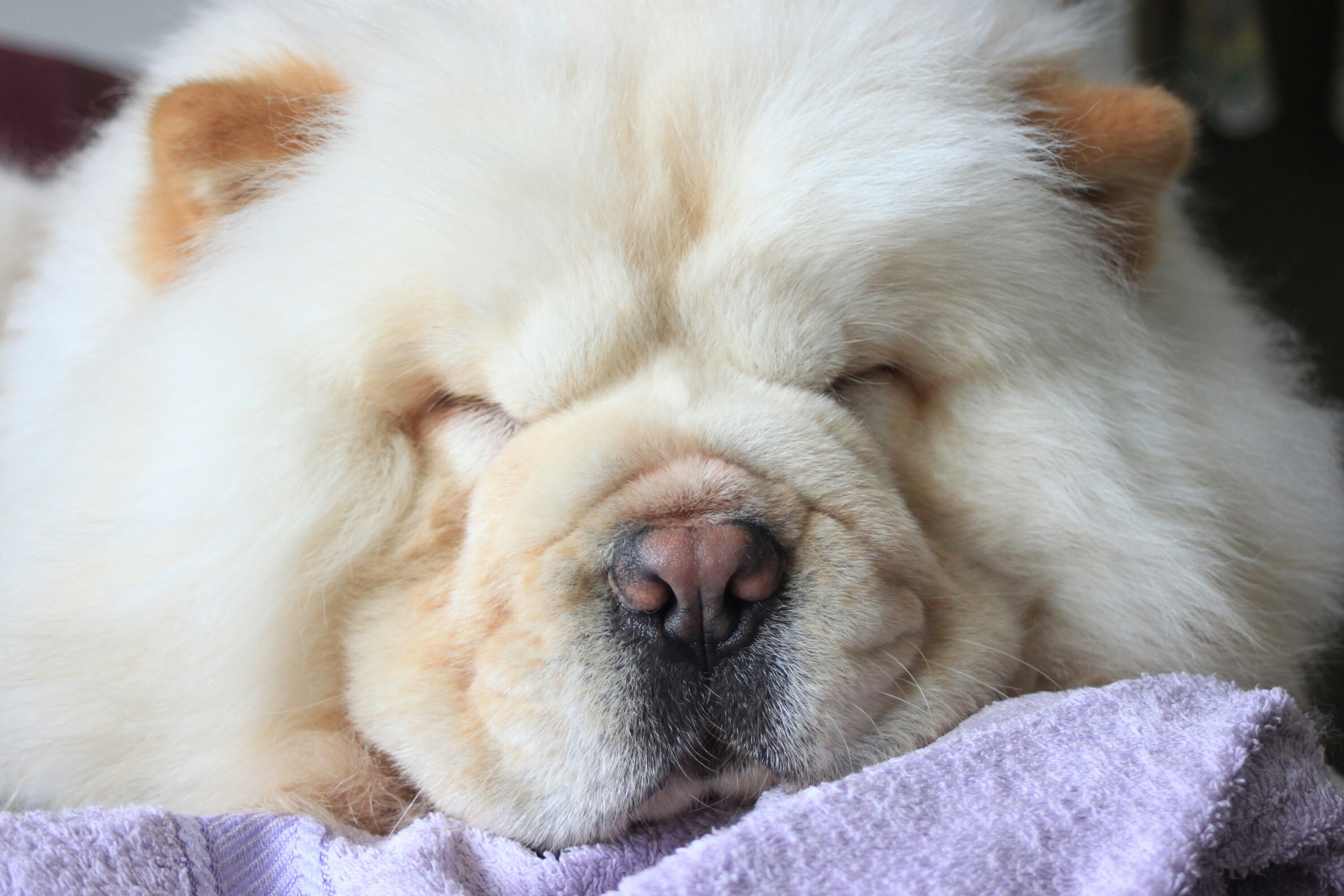 all about chow chows