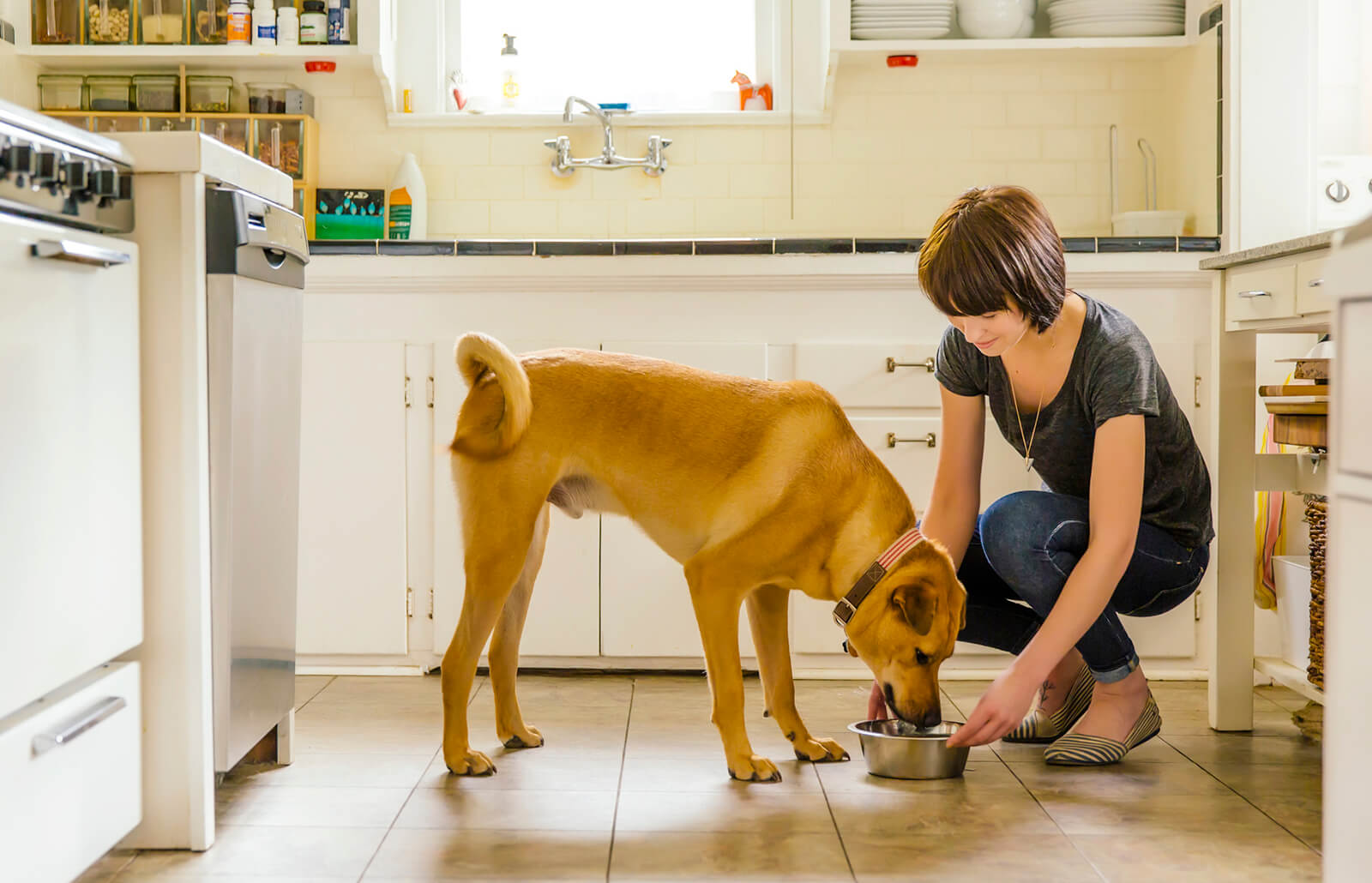 best raw dog food brand