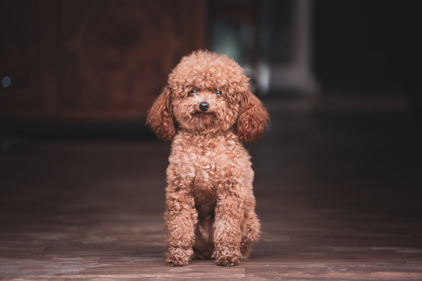 are poodles prone to diabetes