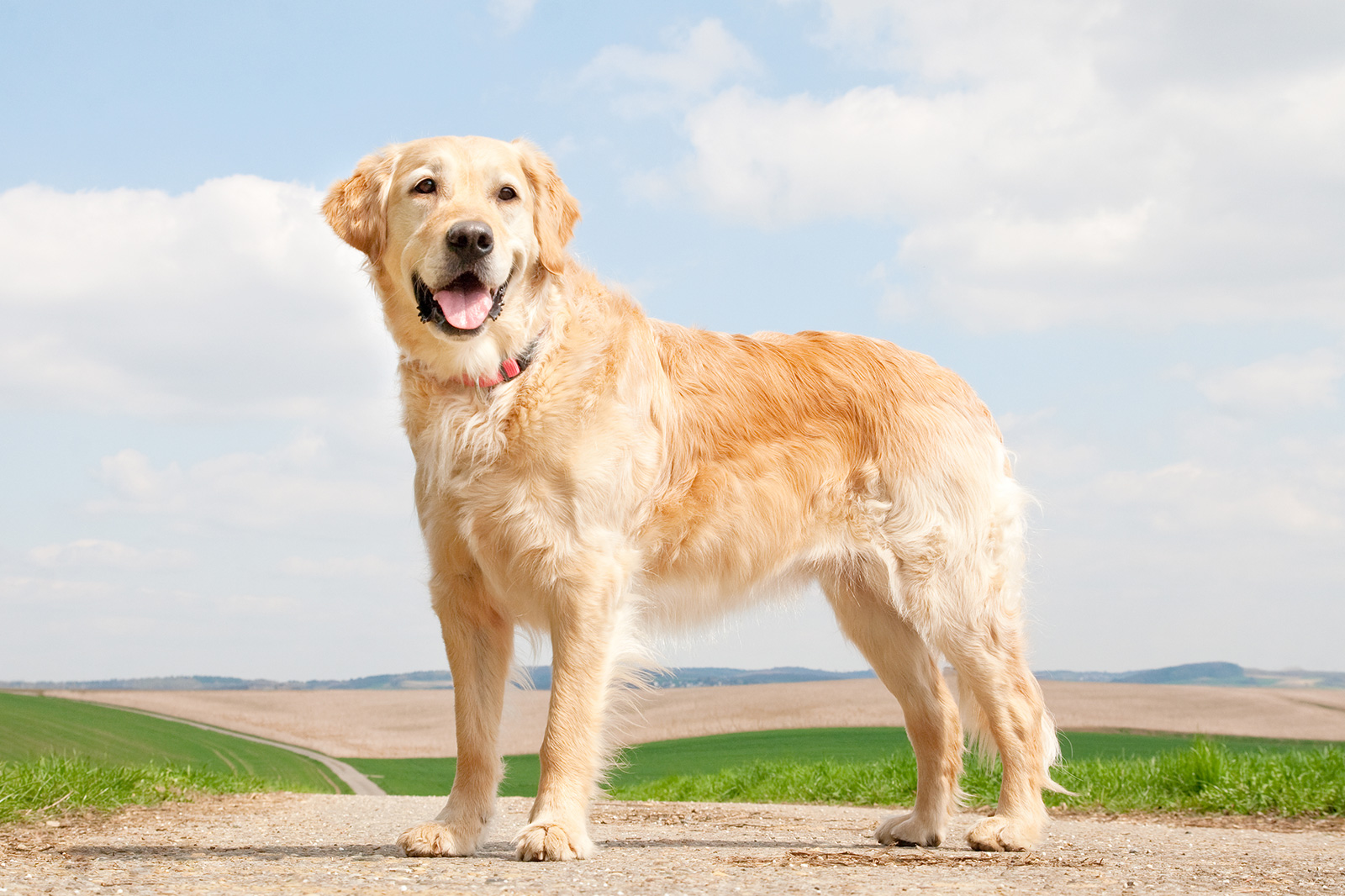 Causes Of Cancer In Dogs To Be Aware Of Lovetoknow