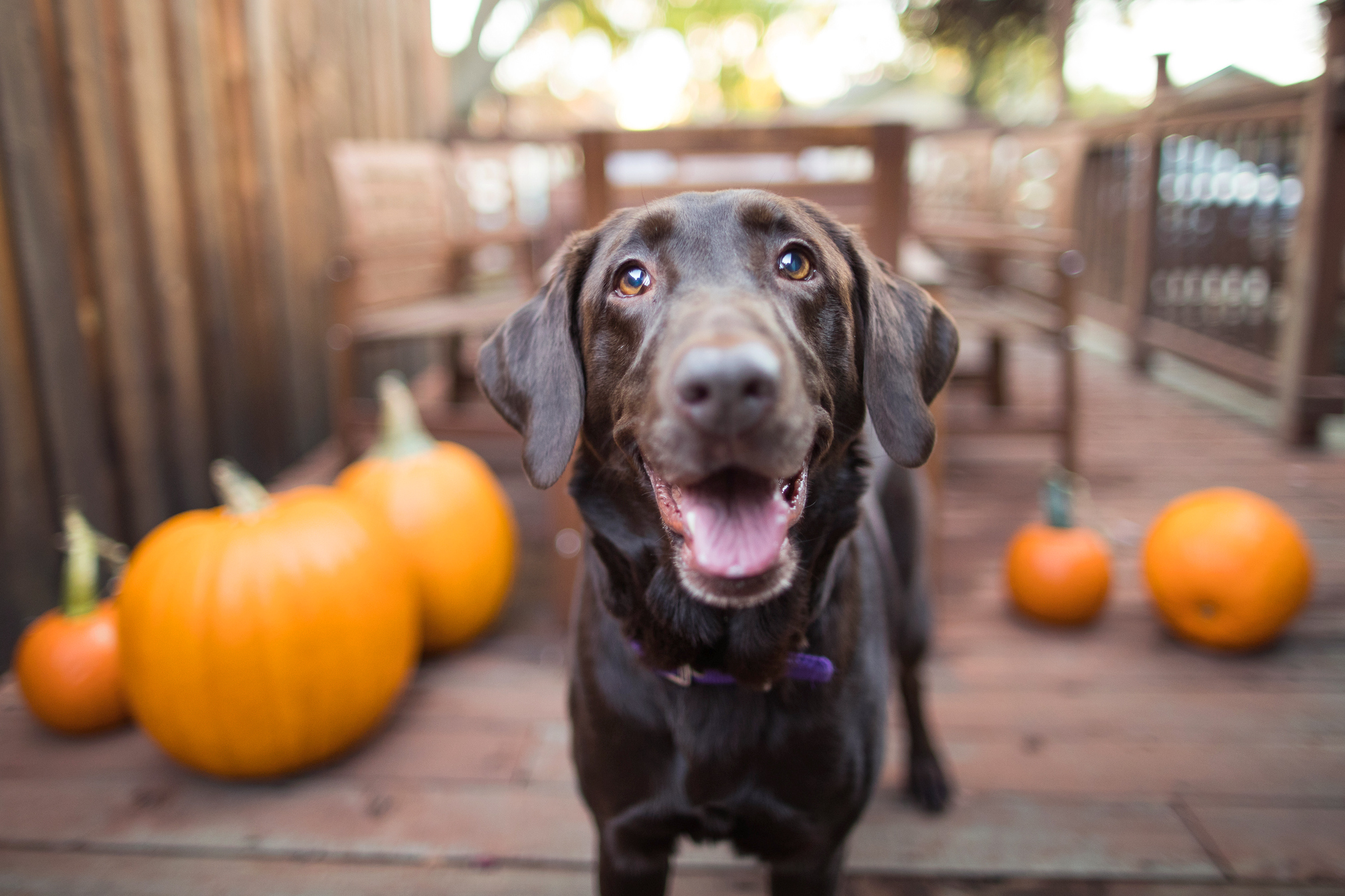chocolate-labrador-with-pumpkins.jpg