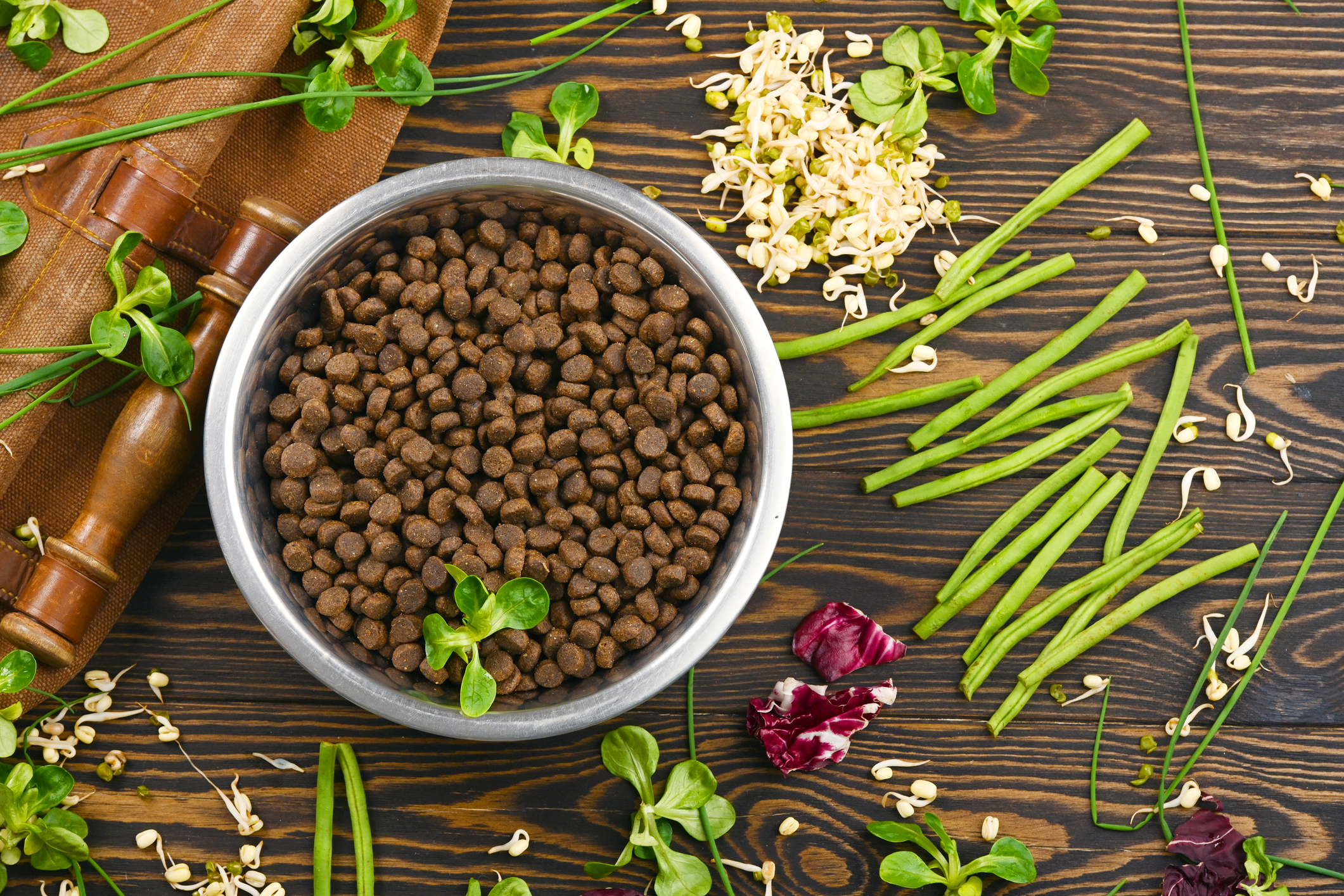 Are Broad Beans Safe For Dogs