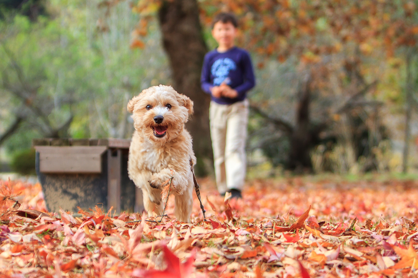 When Can You Take Your Puppy To The Dog Park