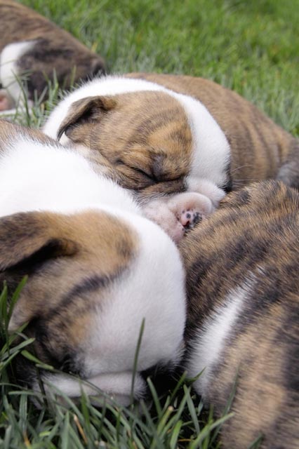 steps to buying a dog