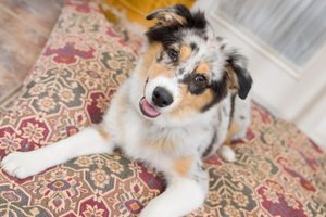 australian shepherd bloodshot eyes
