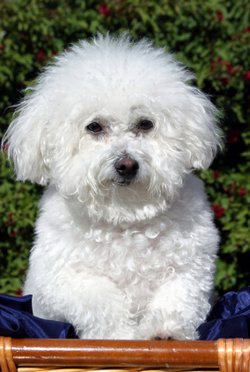 Meet The Happy Go Lucky Bichon Frise Lovetoknow