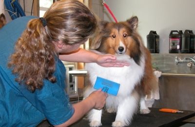 furminator sheltie
