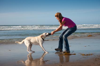 what dog suits my lifestyle