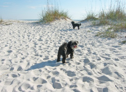 maltipoo rescue dogs