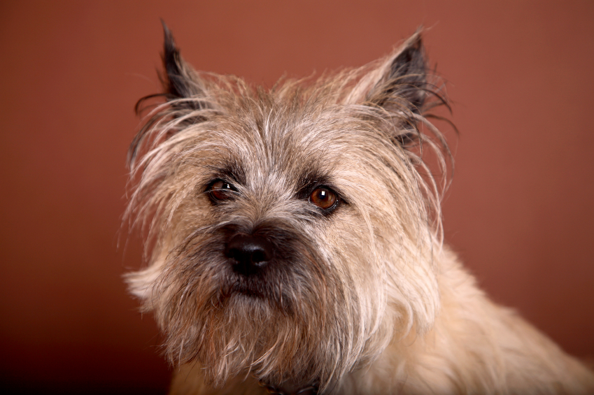 wire haired cairn terrier