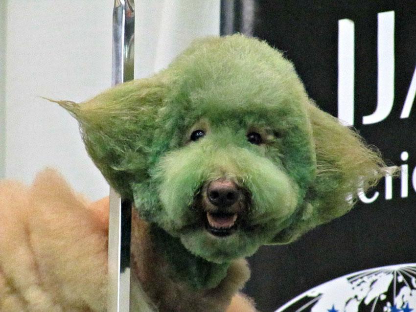 Dog Grooming Gone Bad 19 Horrifying Pictures LoveToKnow