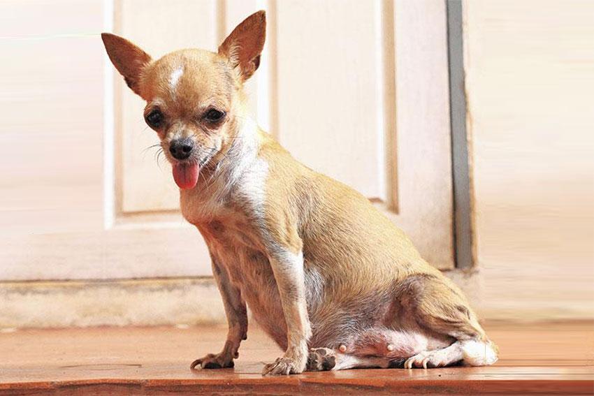 How Do You Know When Your Dog Is About to Give Birth? LoveToKnow