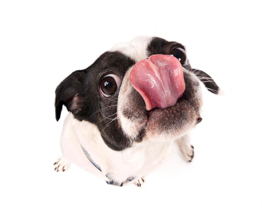 Funny Puppy Pictures LoveToKnow