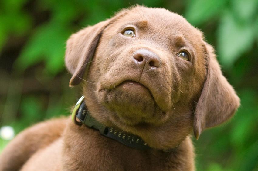 Chocolate Lab Puppy Names | LoveToKnow