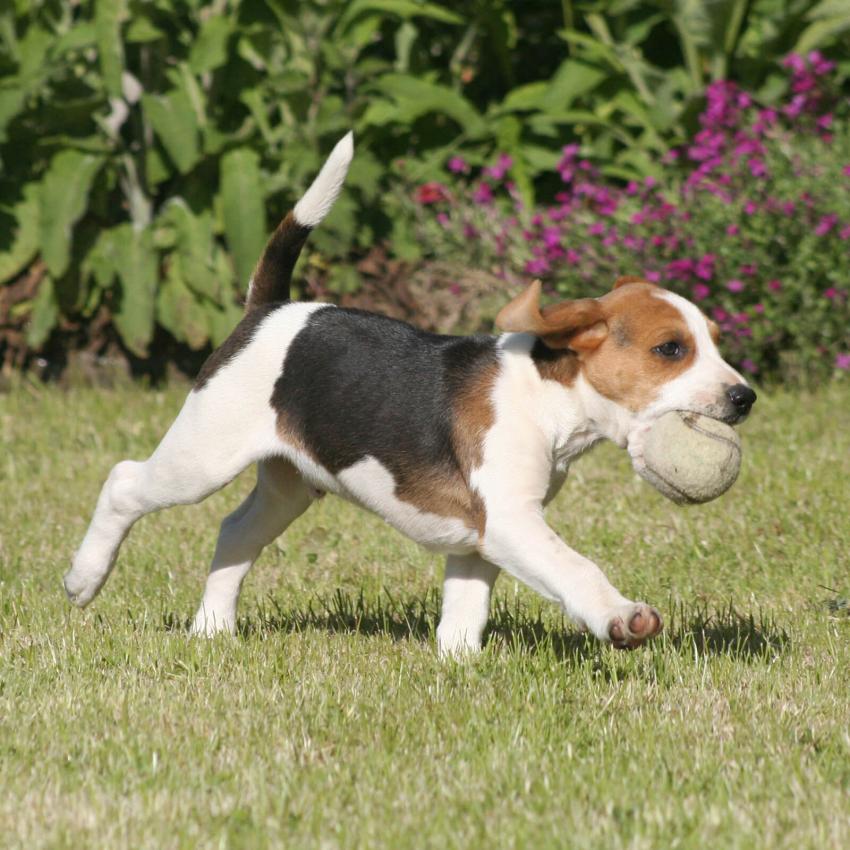Adorable Mini Beagle Puppy Pictures LoveToKnow