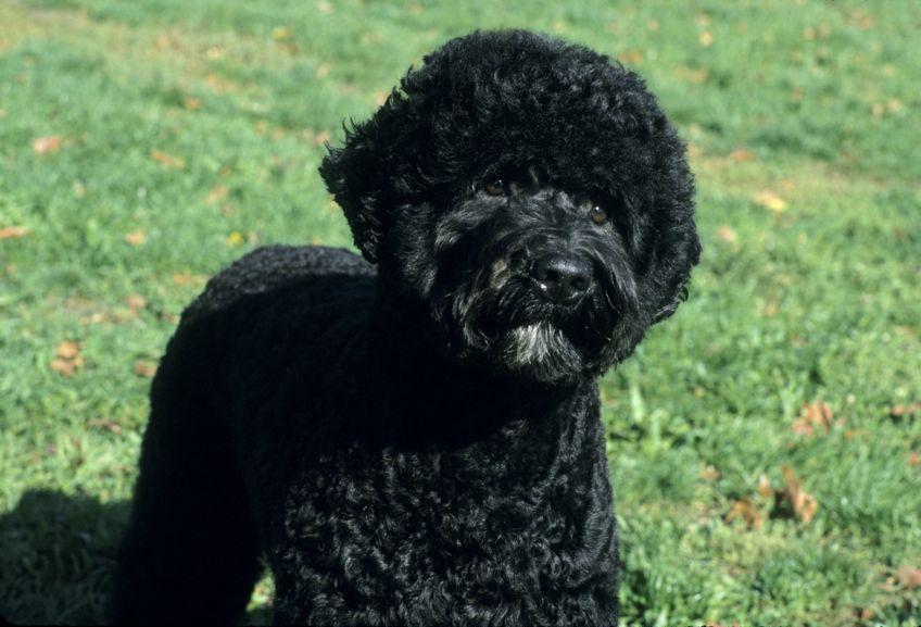 Pictures of Portuguese Water Dogs LoveToKnow