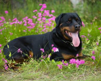 https://cf.ltkcdn.net/dogs/images/slide/137494-775x619r1-Rottie-fact-6.jpg