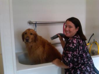 Kelly's partner and sister, Becky Sutton, grooming Hank (Golden Retriever).