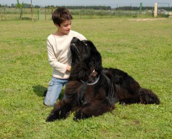 Child with a Newfoundland; Copyright Cynoclub at Dreamstime.com 