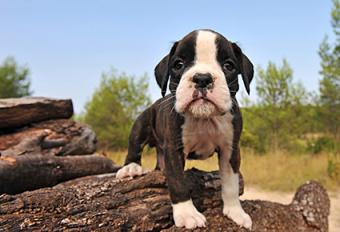 Miniature Boxer puppy