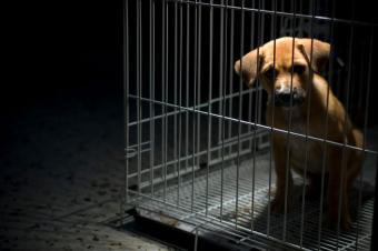 https://cf.ltkcdn.net/dogs/images/slide/179252-850x565-puppy-in-cage.jpg