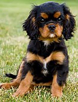 Black and tan Cavalier pup