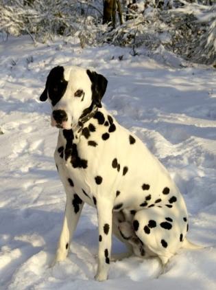 Dalmation