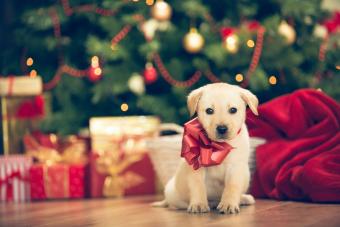 Christmas puppy